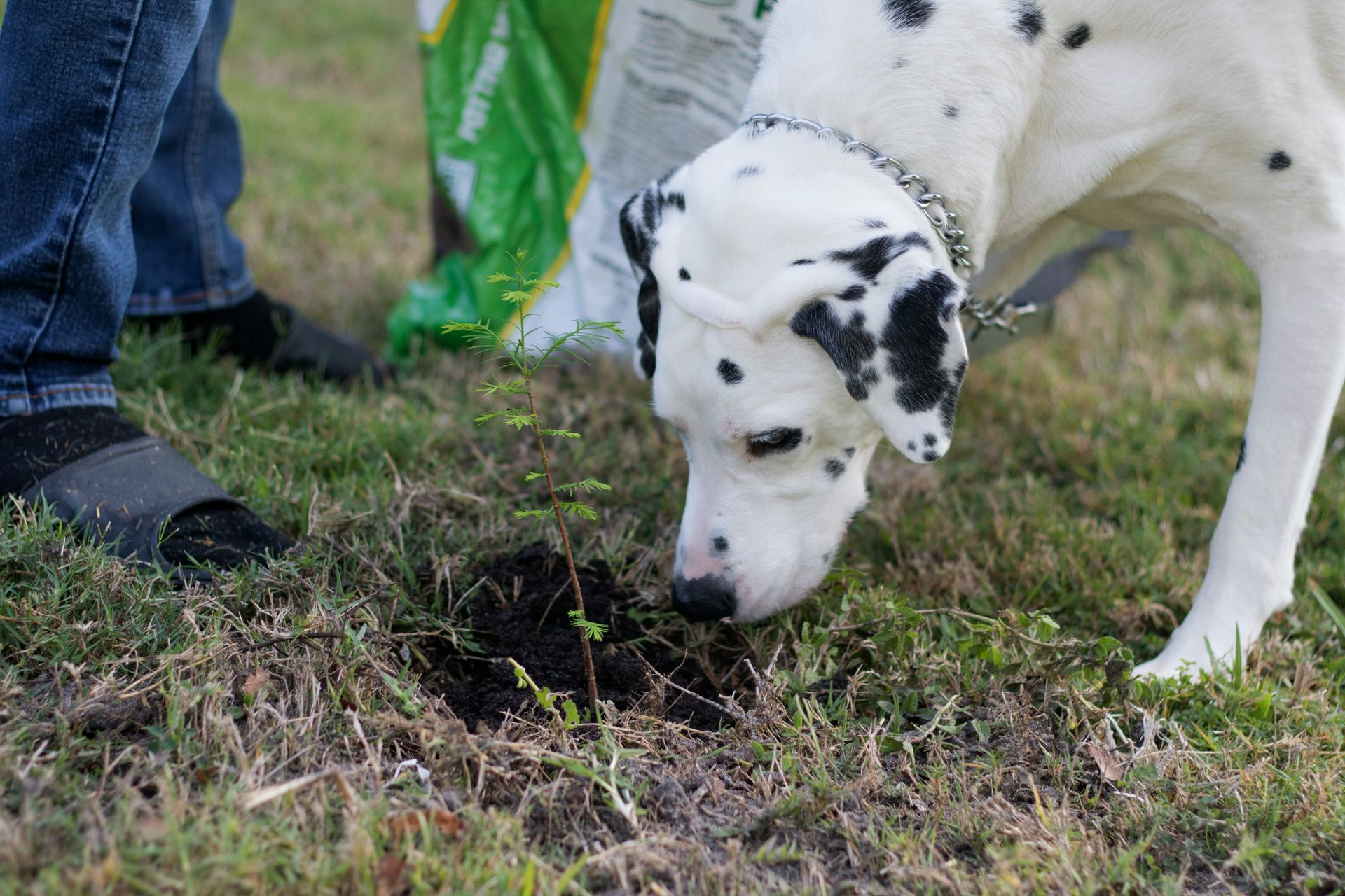 a dalmatian dog sniffing a plant in the grass